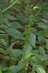 Canadian clearweed